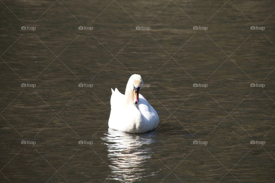 swans on the lake