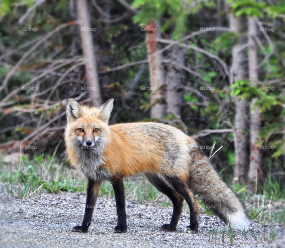 A red fox looking into the camera. He stands in a forest, surrounded by green. He is fluffy and healthy.
