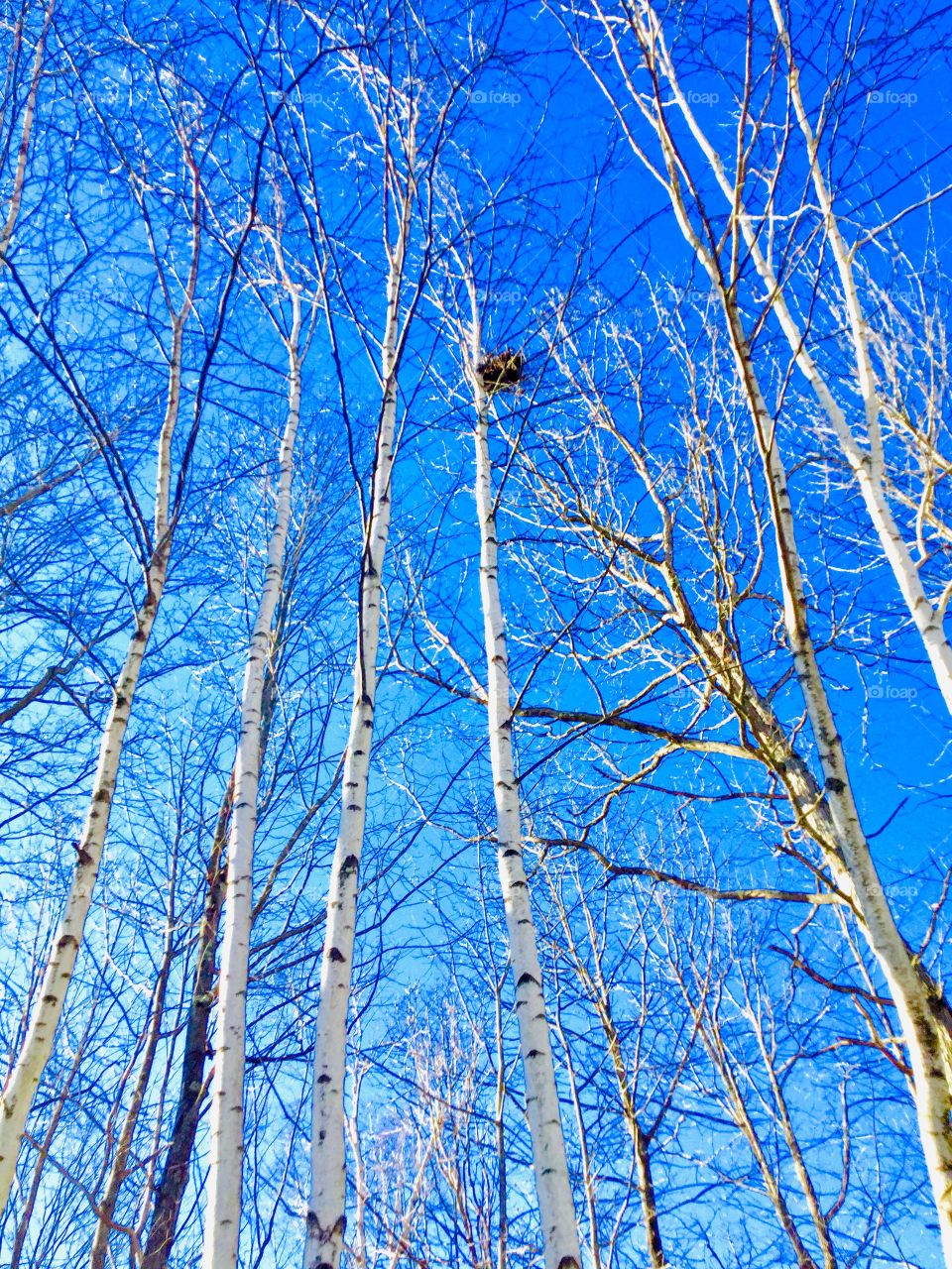 Cold day with squirrels nest