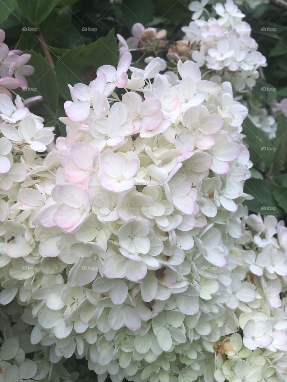 Hydrangea in mom’s garden