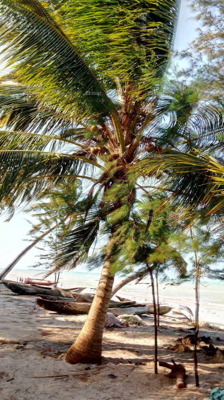 beautifully coconut tree
