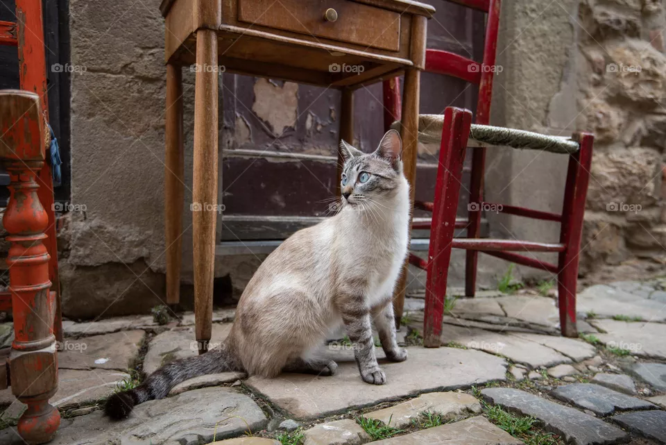 A Cat Chills By An Outdoor Table And Chairs Photo

A blue-eyed, grey-furred cat with a black-ringed tail chills at the feet of a wooden table and chairs that sit on uneven paved ground outside a stony house.
