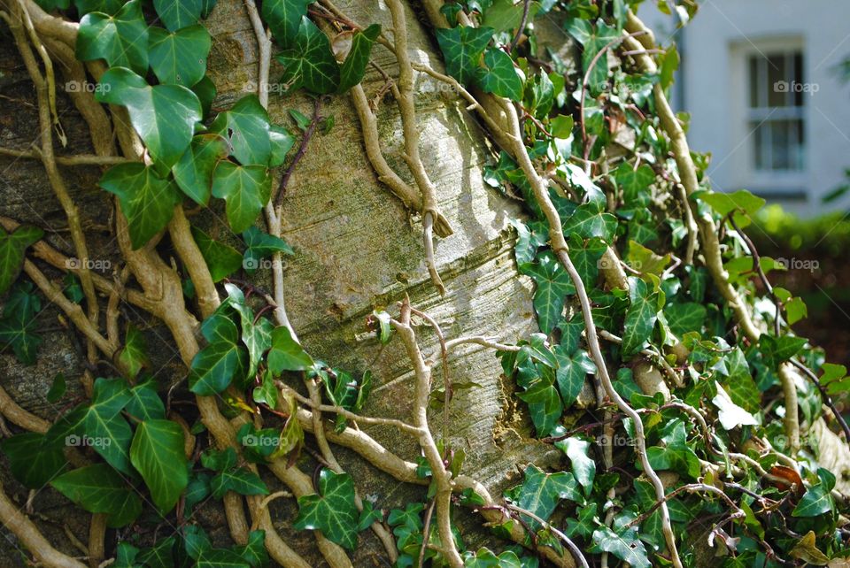 Vines on a tree in wales