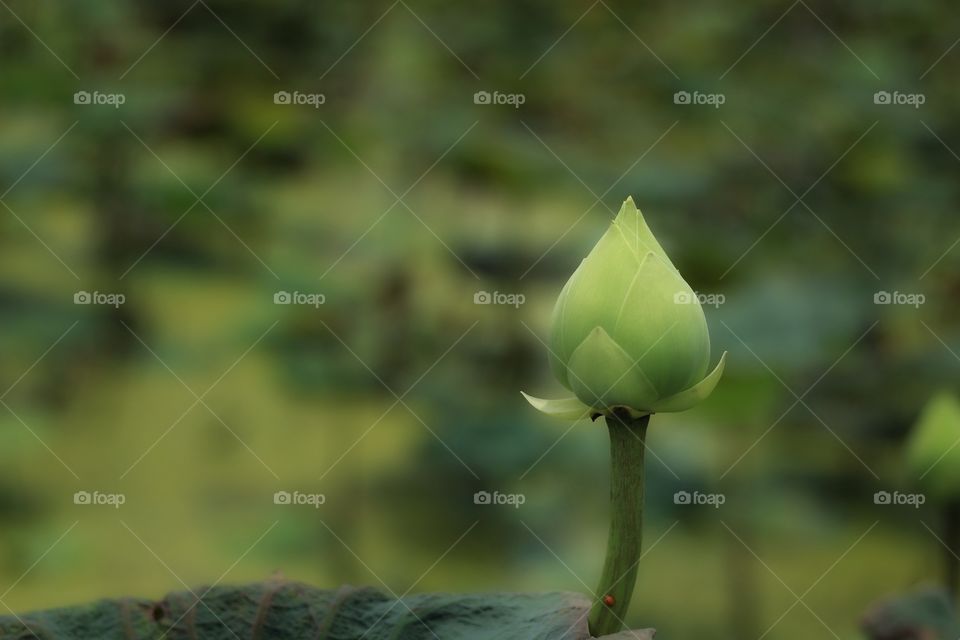 Lotus flowers 