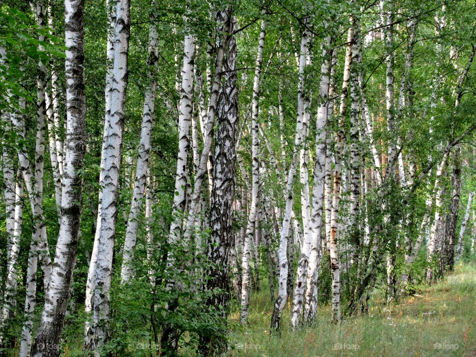 Birch Grove