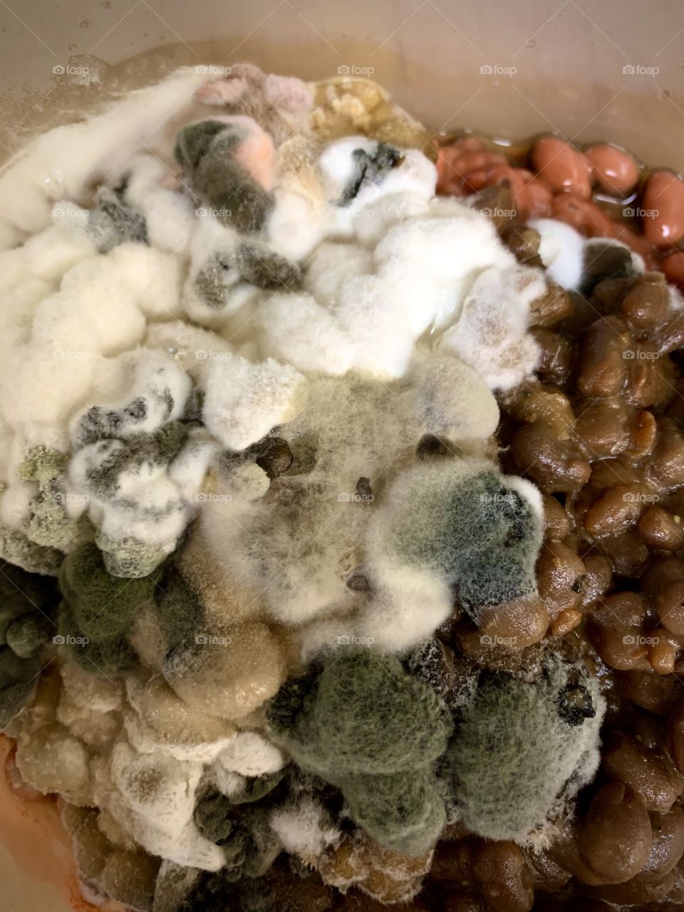 Mold on baked beans