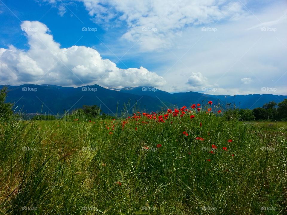 Field of grass and flower with mountain in background