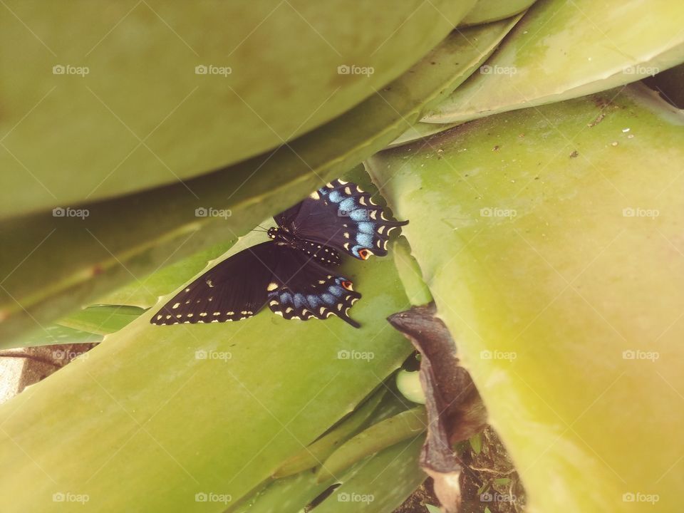 Butterfly resting on Aloe Vera