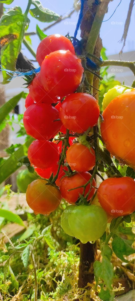 From my little rooftop farm, my cluster tomatoes are delicious and beautiful