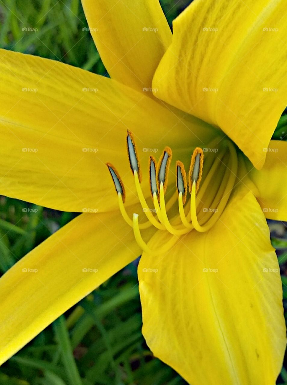 flower. plant. yellow. garden. outside. a beautiful yellow flower blossoming in the early  morning.