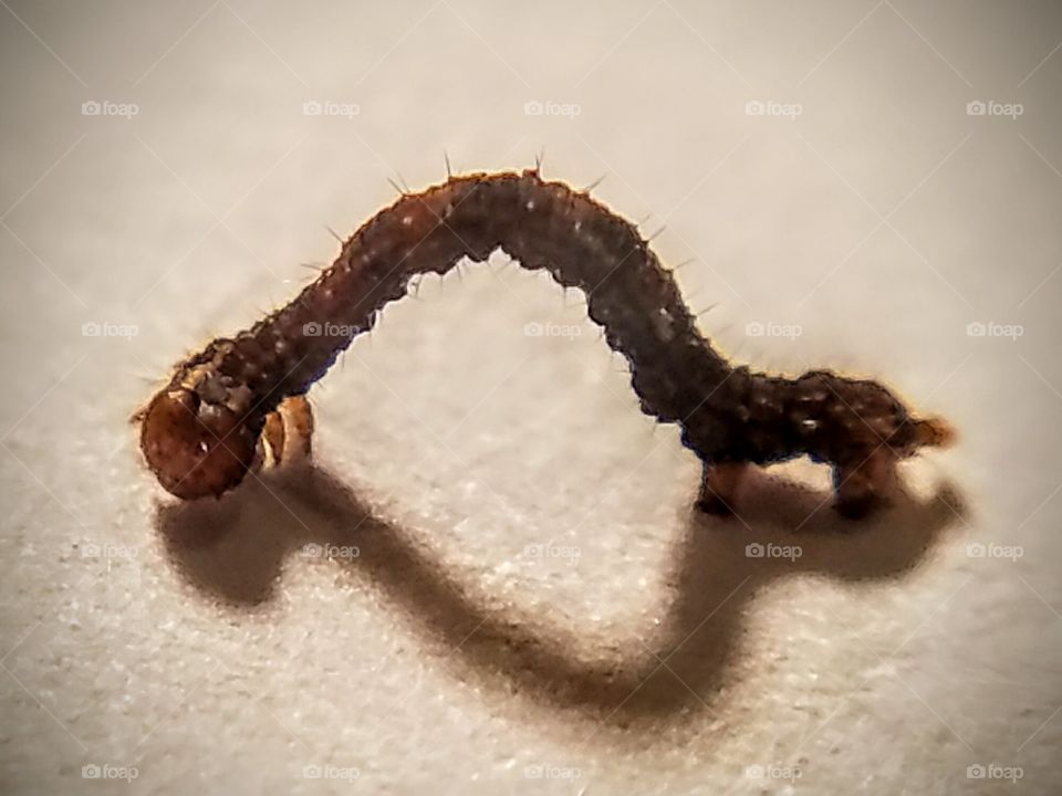 Little Brown Inchworm, Macro View