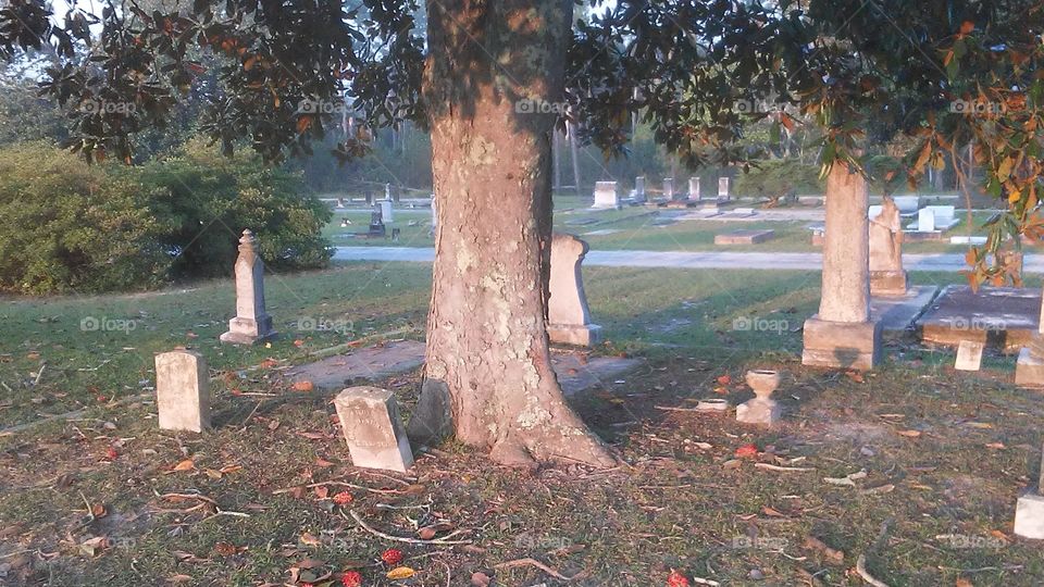 trees growing into old graves