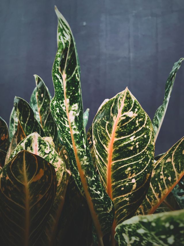Texture and shape of a big leaves