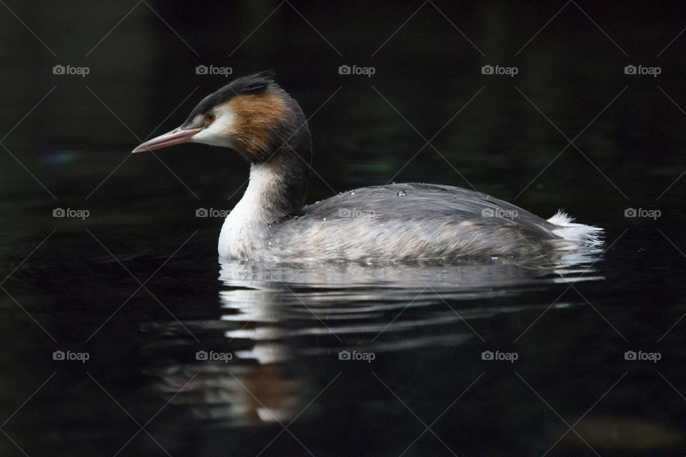 Duck swimming on water