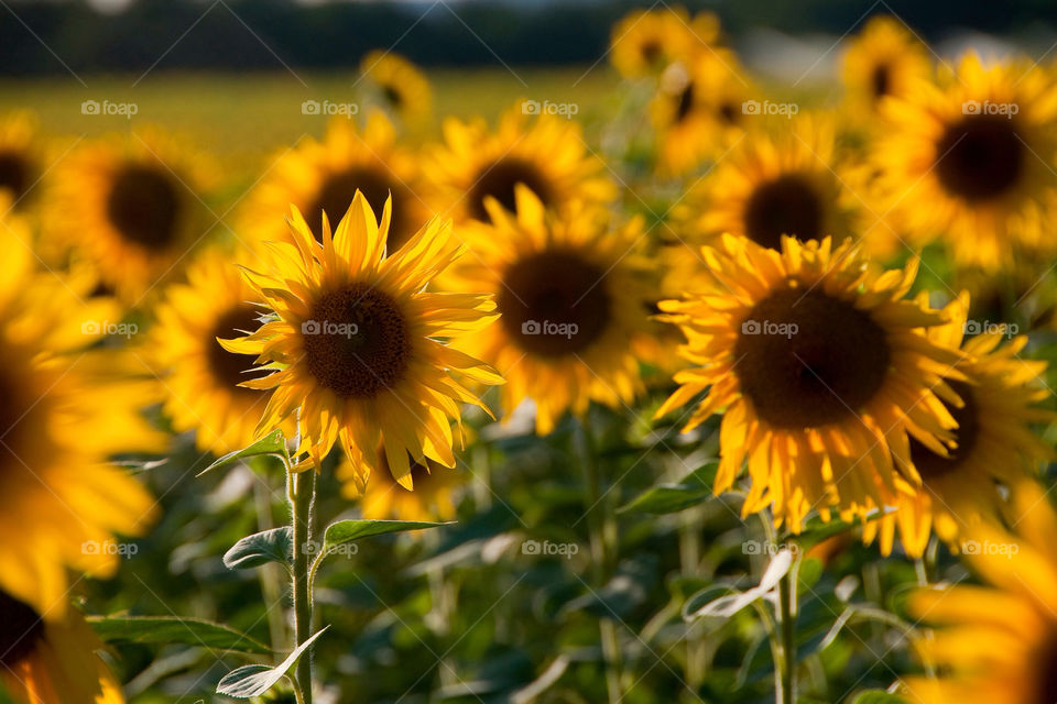 sunflower