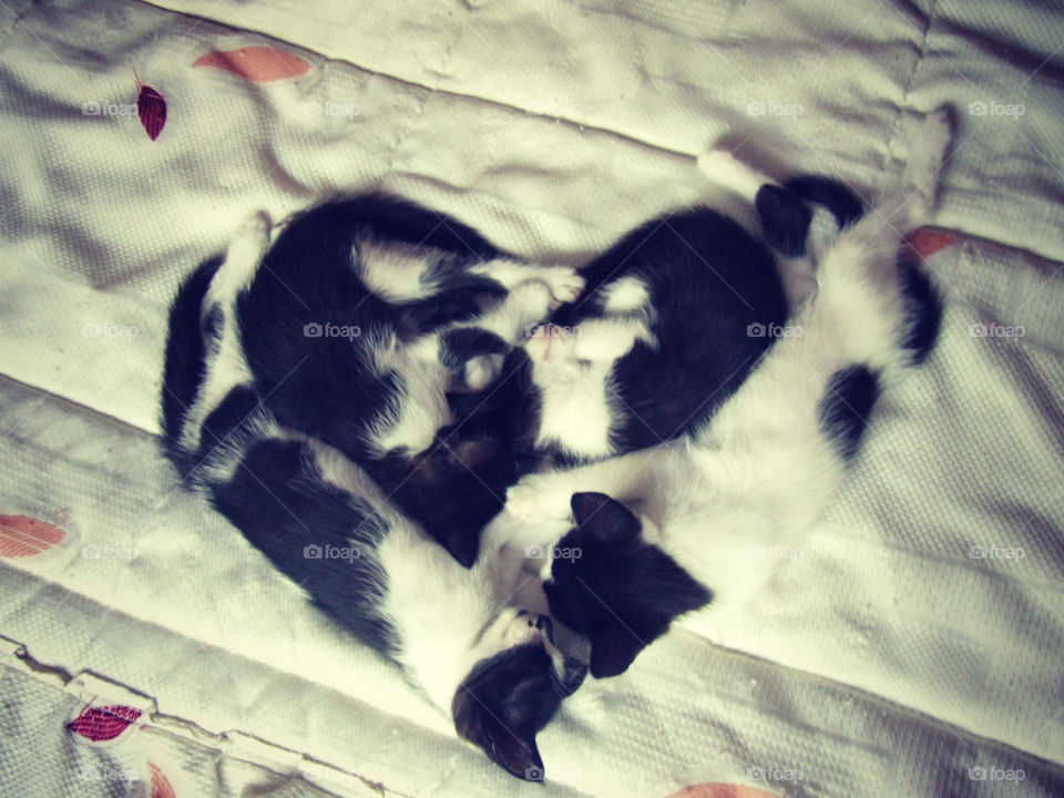 Cat family resting on bed