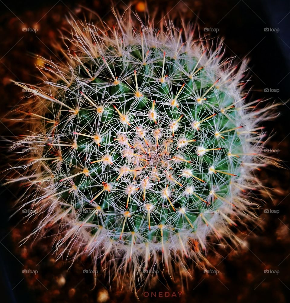 Cactus 🌵