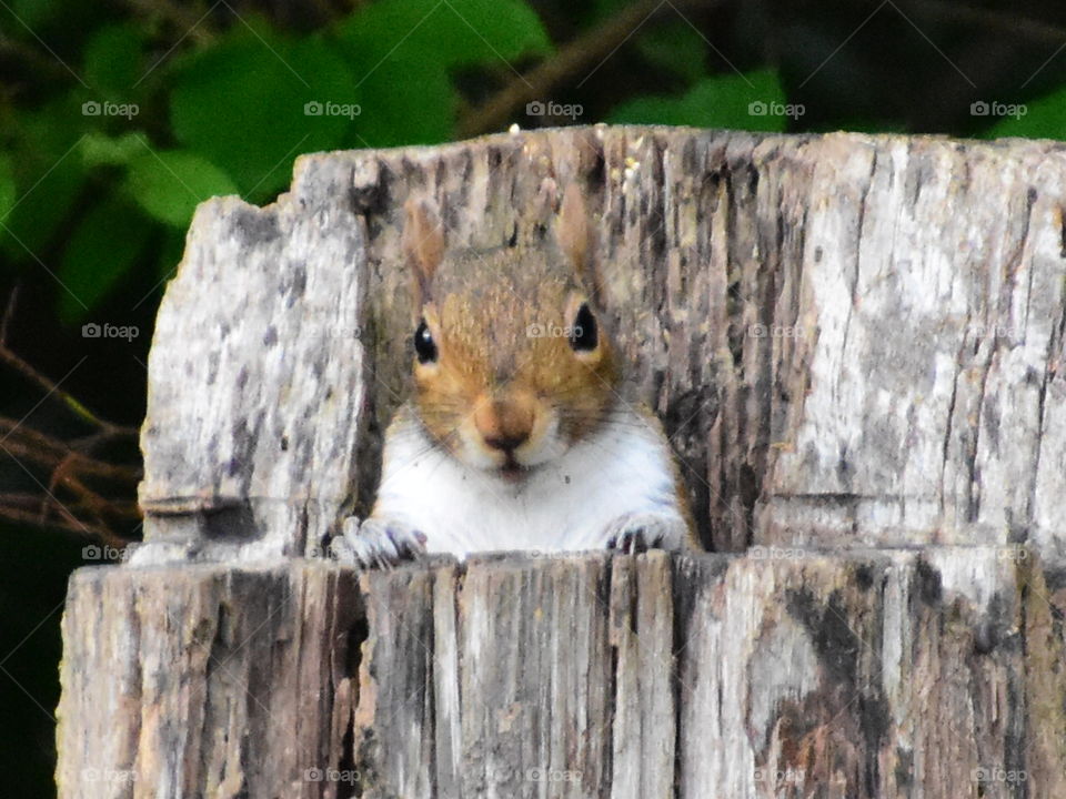 got any more peanuts?! spotted this cutie posing in a tree stump!