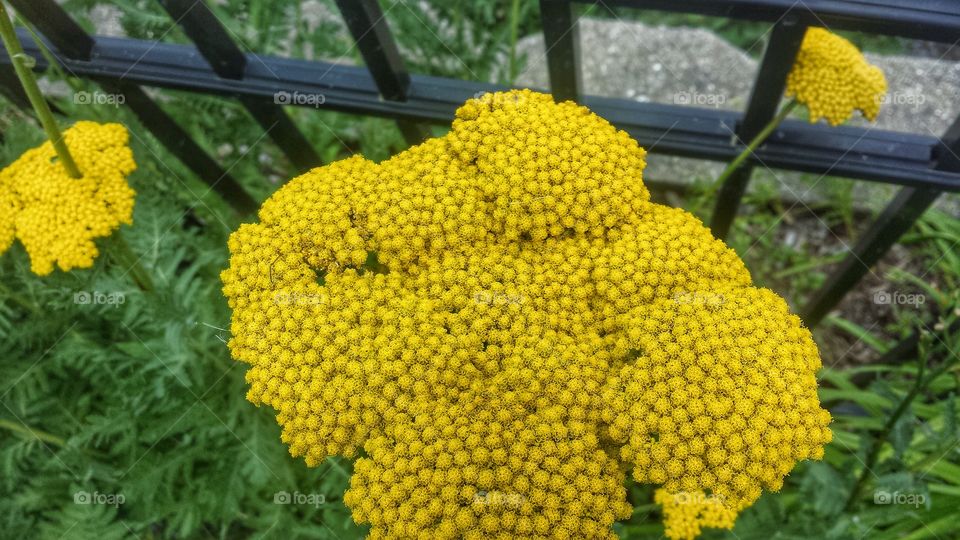 Yellow Blossoms 