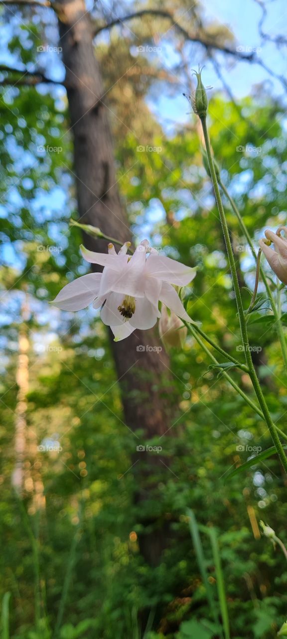 columbine