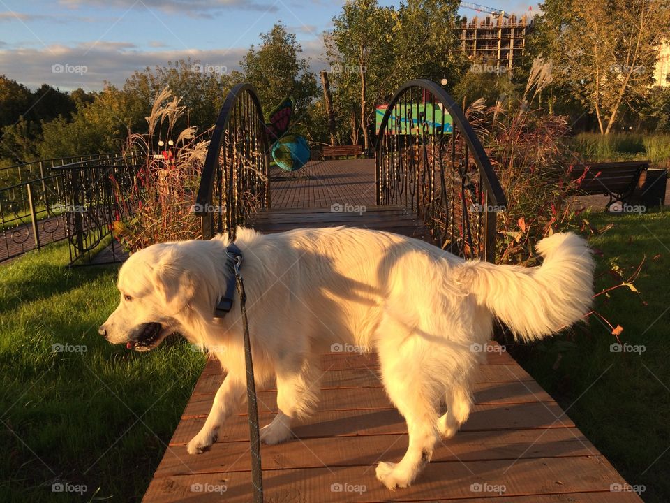 This is my golden retriever. Took him for a walj in the park.