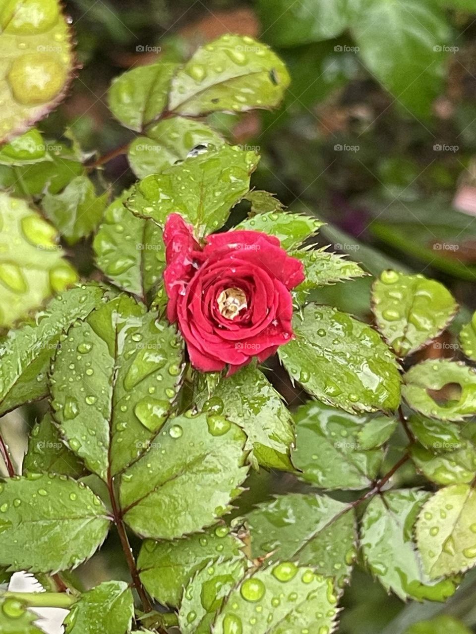 A rose blossom after rain. All leaves are wet and full of water drops 