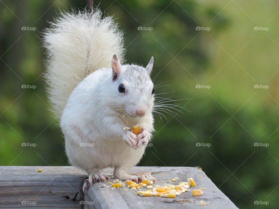 white squirrel