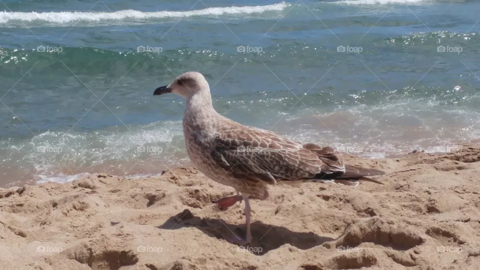 bird