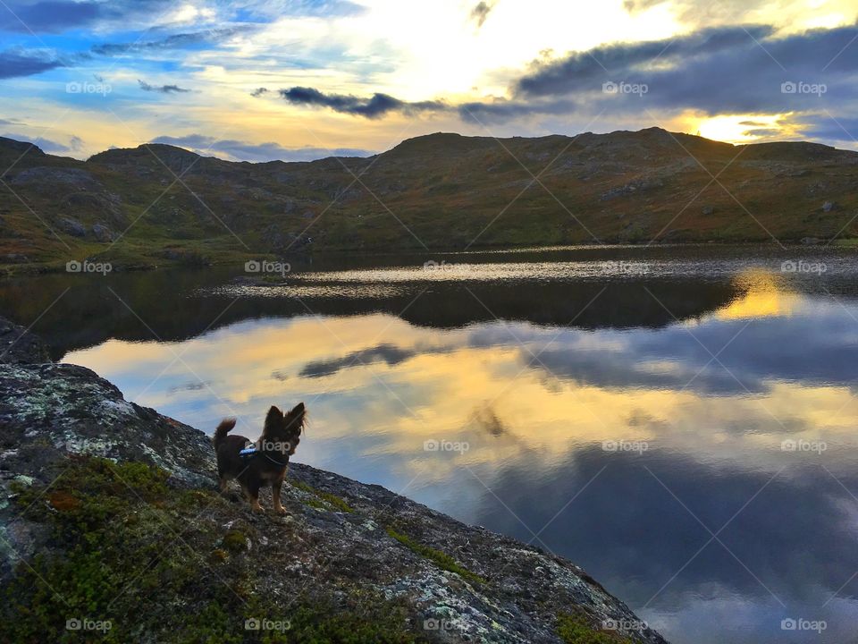 Mountainhiking with Chihuahuas 