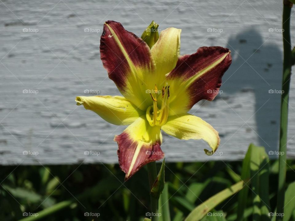 Elevated view of colorful lily