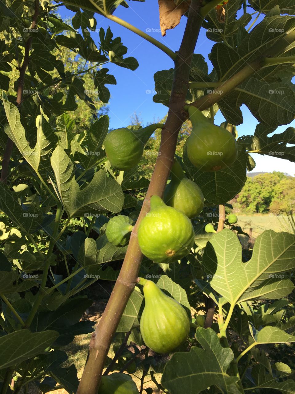 Green Figs in the morning sun light.