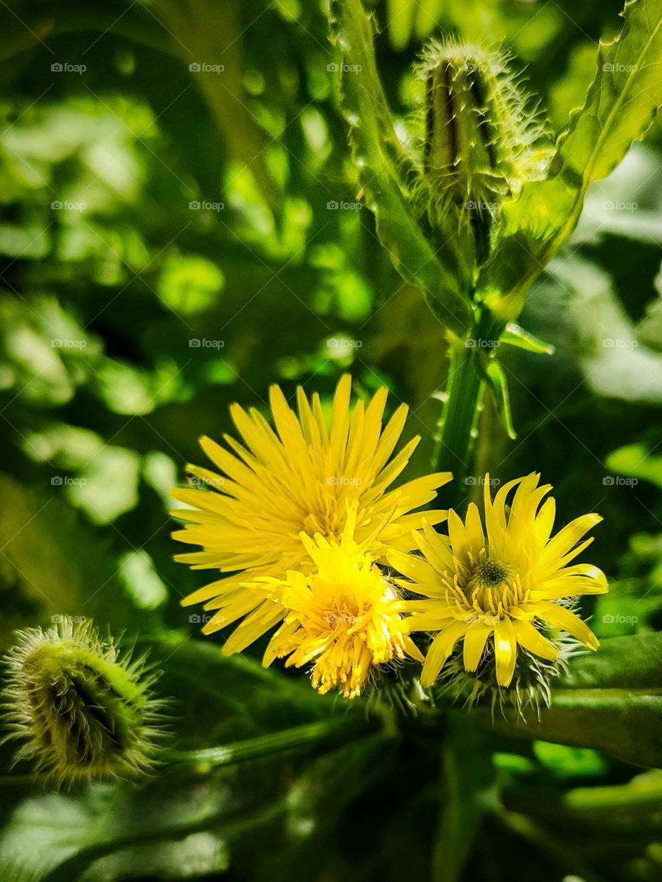 Lovely tiny golden flowers