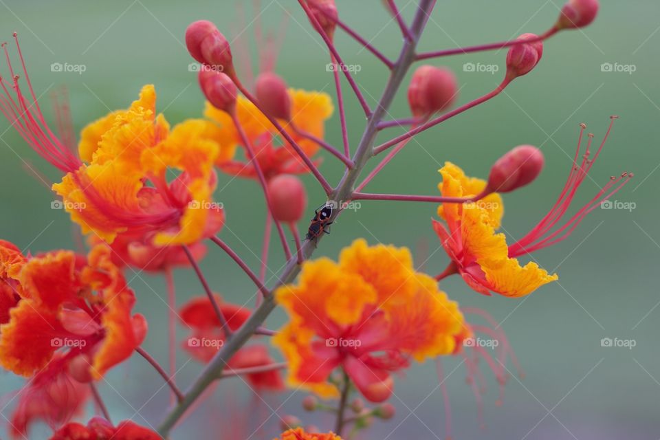 Fiery flowers