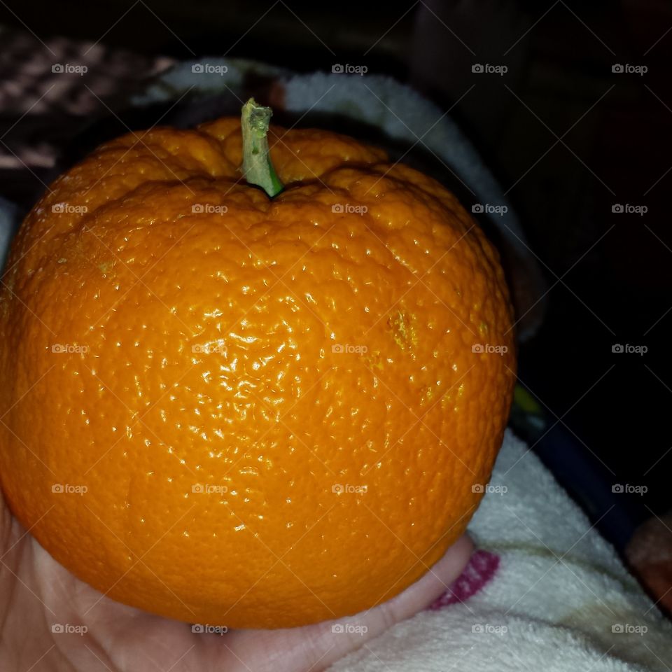 A Pumpkin of Orange. The perfection of two