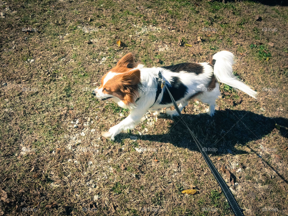 Happily Walking Papillion