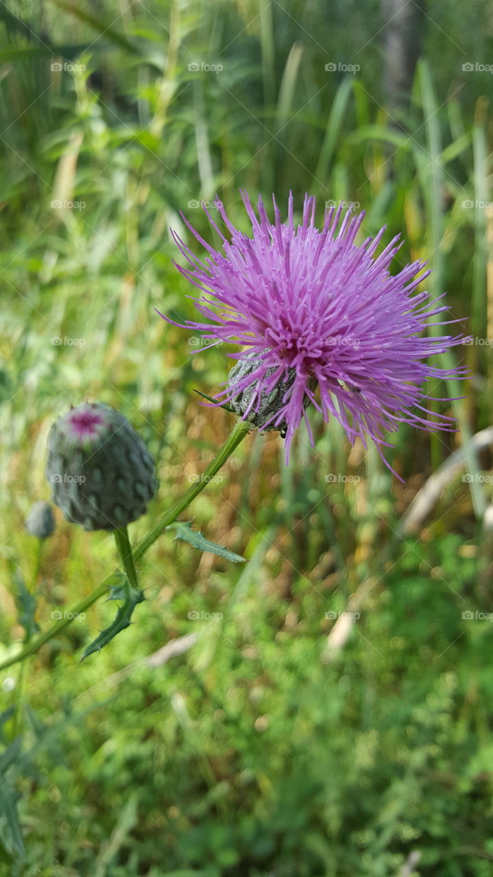 Thistle in fall