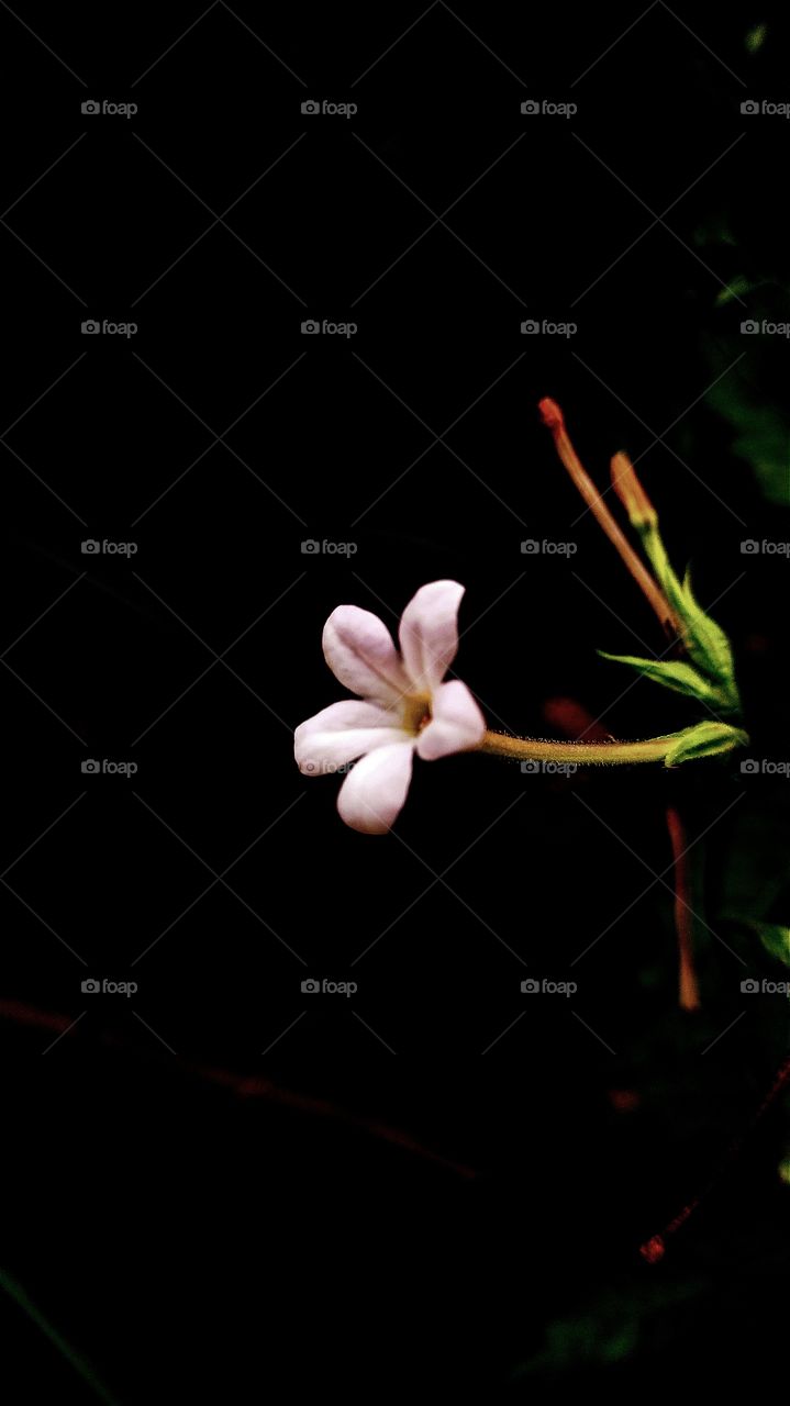 micro white flower photo for wallpaper