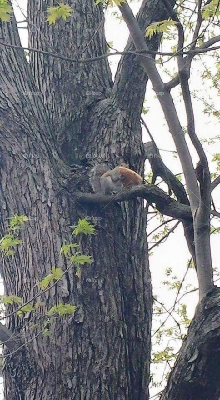Squirrel with pizza in a tree