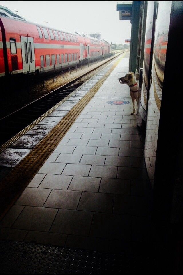 The dog wait to Sj 