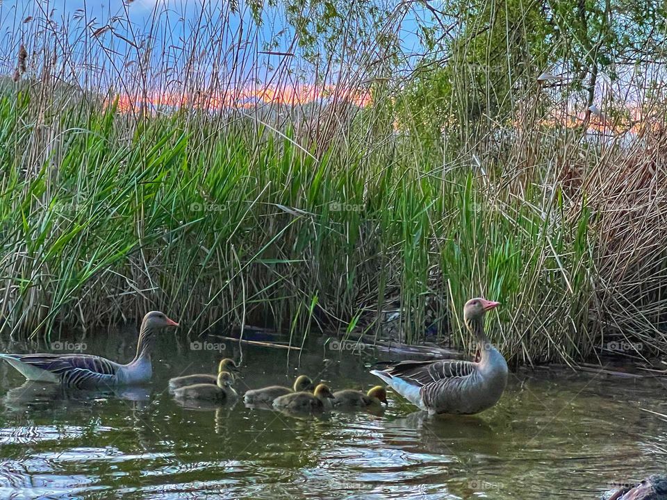 Wild goose family