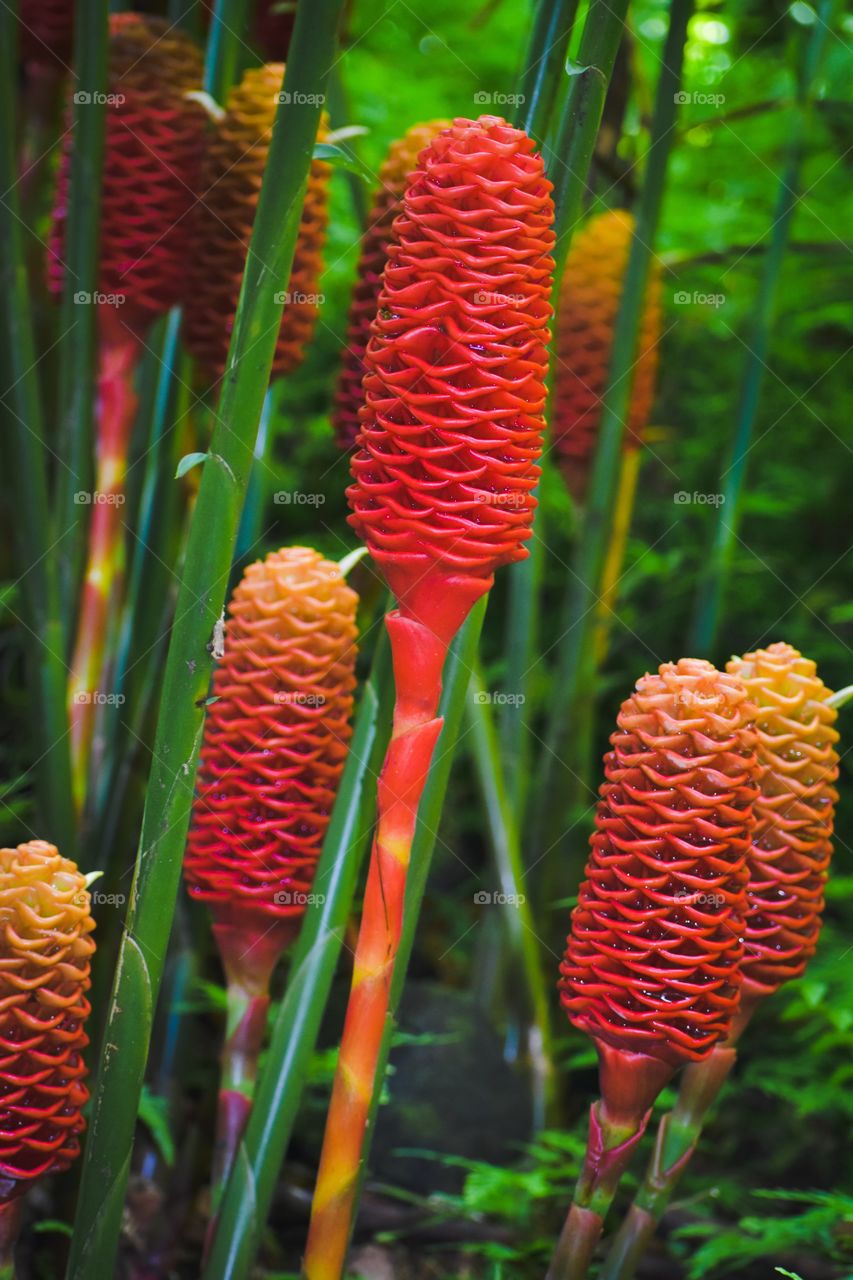 Colorful beehive ginger