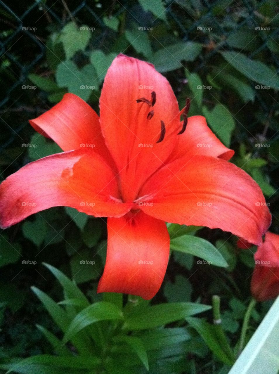 Red Lilly 