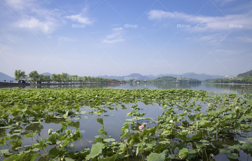 West Lake in summer