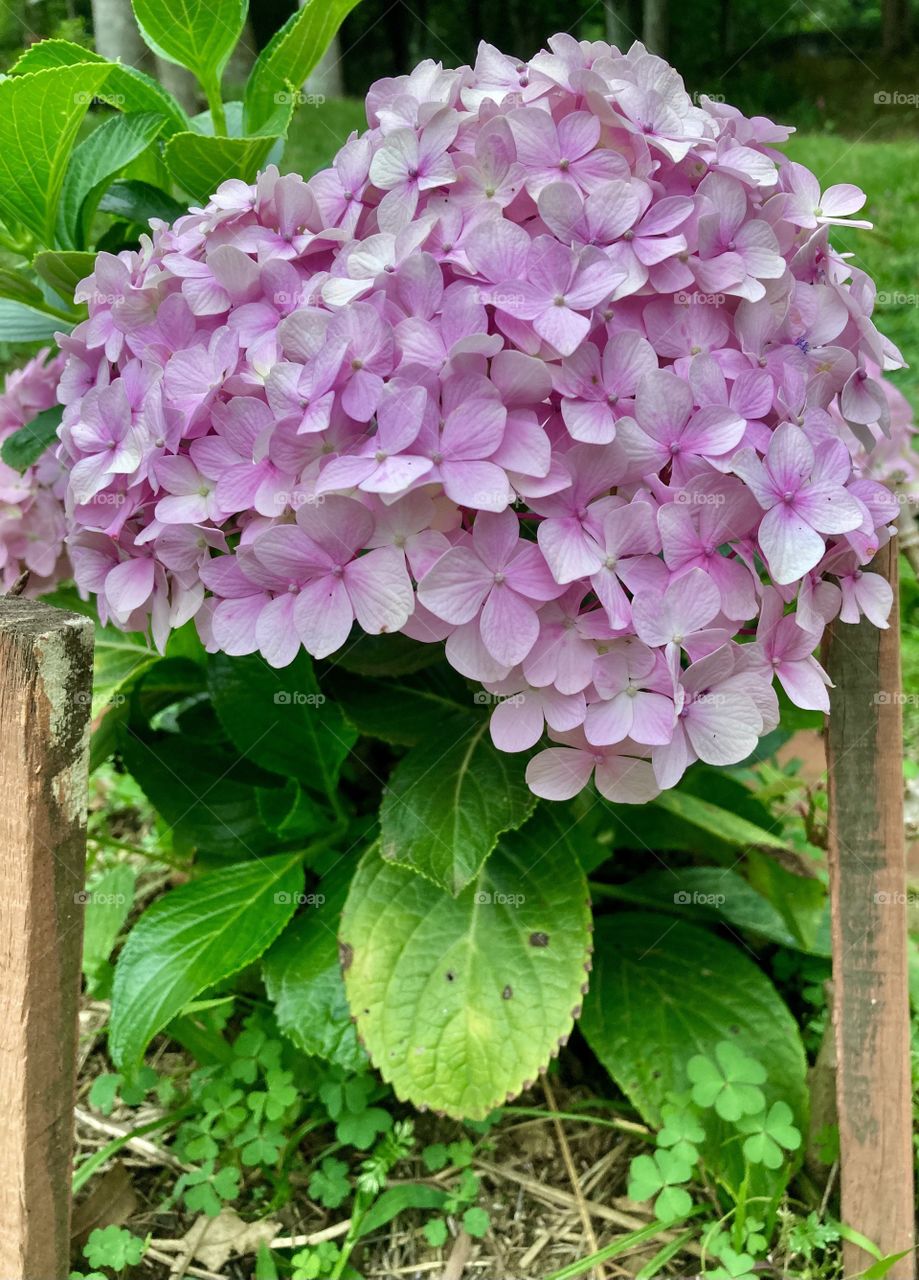 🌹 🇺🇸 Very beautiful flowers to brighten our day.  Live nature and its beauty. Did you like the delicate petals? / 🇧🇷 Flores muito bonitas para alegrar nosso dia. Viva a natureza e sua beleza. Gostaram das pétalas delicadas? 