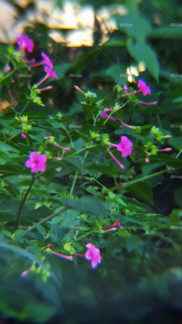pretty little pink flowers