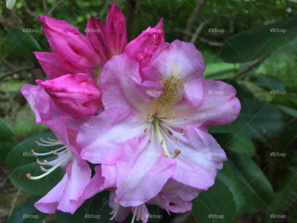 Rhododendron in various stages. 