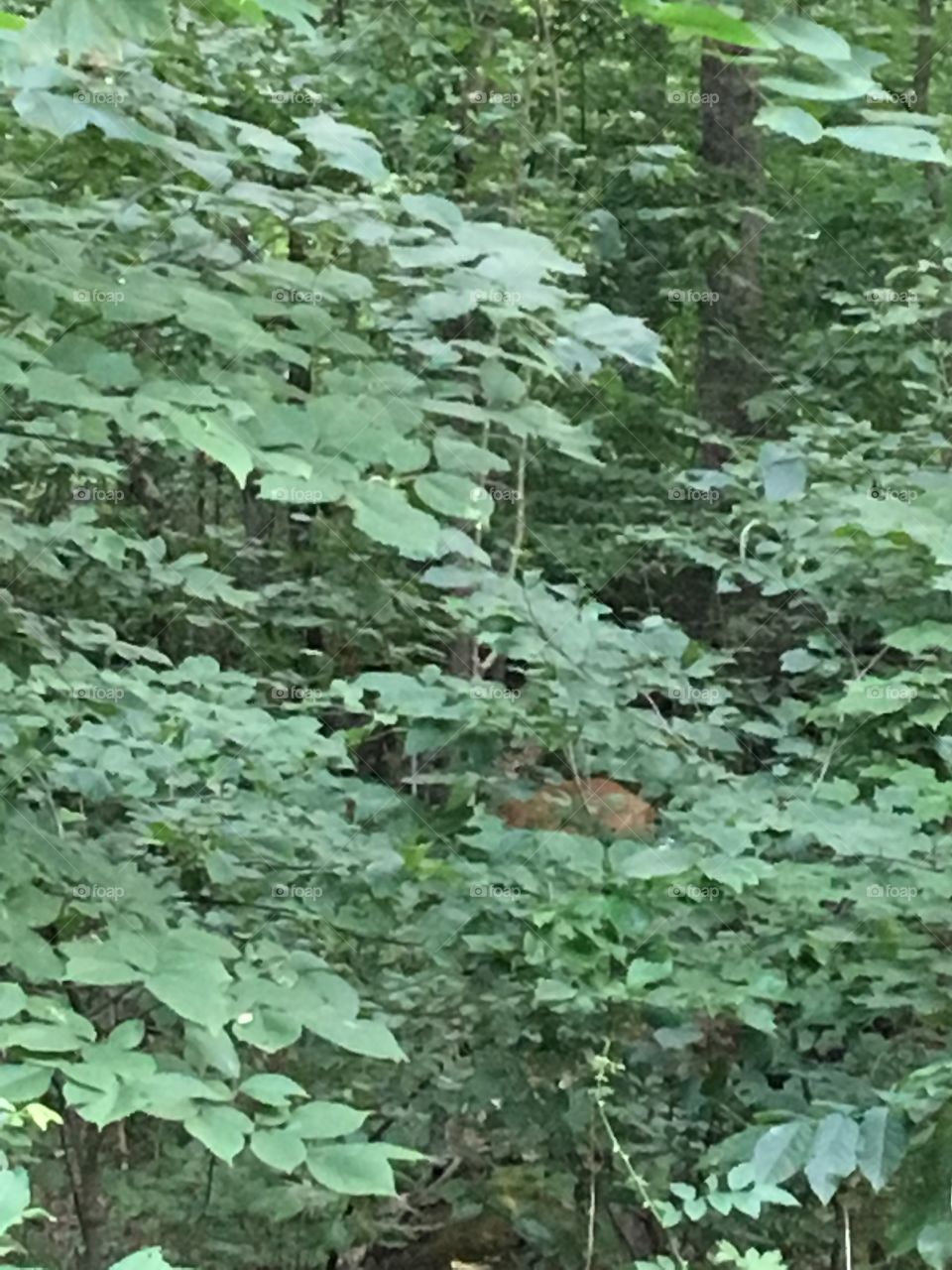 Hidden Deer