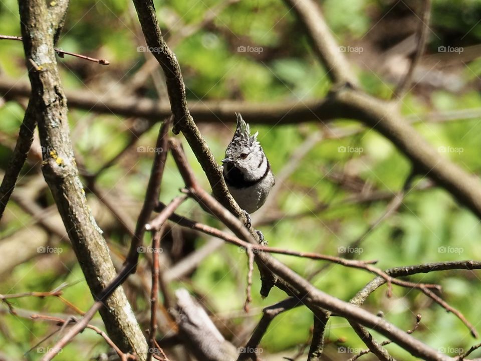 Crested tit