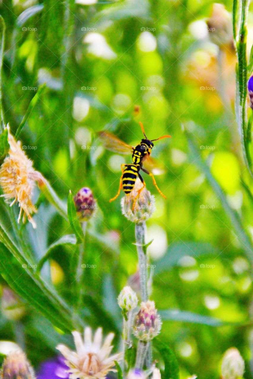 Pollinator