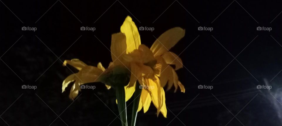 Arnica flower is in black night shade. Bright yellow colour flower.